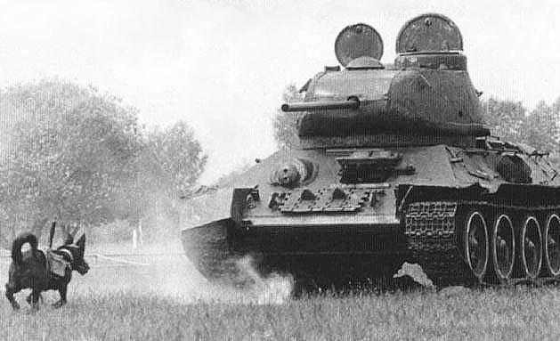 The Soviet Anti-tank dogs were trained to associate food with tanks. The image shows an anti-tank dog runing towards a target