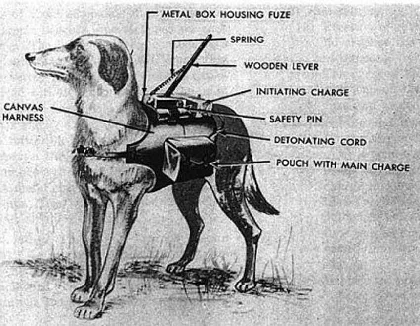 Image showing the design of the domb attached to anti-tank dogs. 